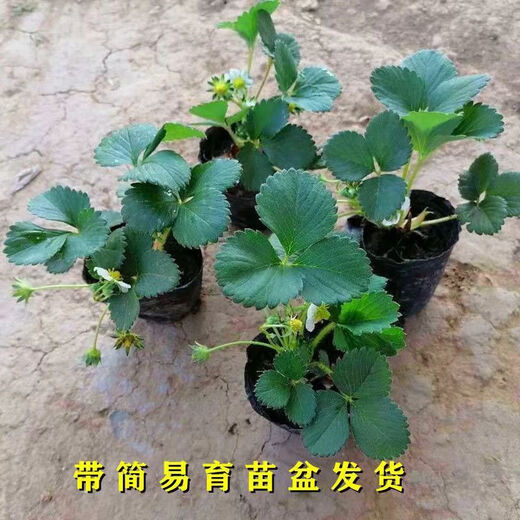 Strawberry seedlings shipped from original soil, flowering and big fruit, cream strawberry seedlings for four seasons, wholesale of current year fruit plug seedlings, 6 Suizhu strawberries, shipped from original soil + fertilizer