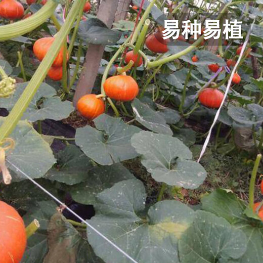 Fengming Yashi Sweet Powder Waxy Red Chestnut Pumpkin Seeds Red Sun Beibei Pumpkin Seeds Red Honey Pumpkin Seeds 20 capsules