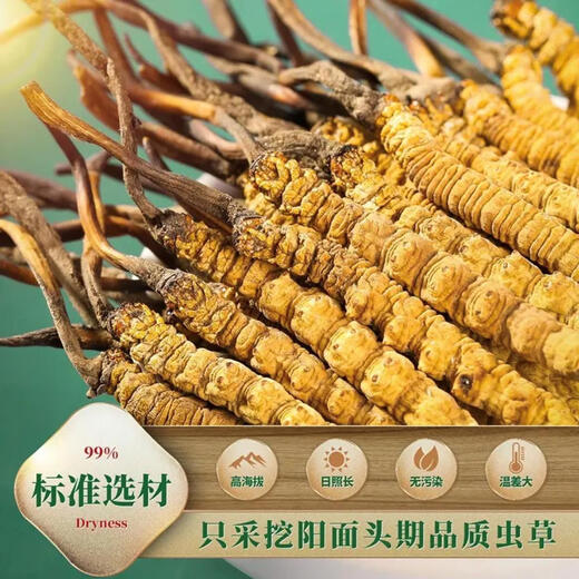 
Beijing Tongrentang Official Store Flagship [must-see for gifts] Cordyceps authentic dried goods Cordyceps sinensis 2024 high-end gift box 4 sticks/gram Complete grass [10 grams]