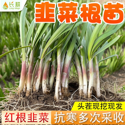 Shouguang Red Root Leek Root Seedlings Purple Root Leek Root Seeds Potted Potted Balcony Autumn Season Small Leaf Vegetable Seeds Red Leek Root 4Jin Jin is equal to 0.5kg (free 4 packs of 50g organic fertilizer)