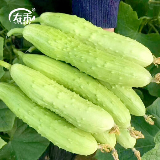 Shouhe Dry Cucumber Seeds Home Planting Vegetables Balcony Green Thorns Local Fruit Ocean White Jade Northeast Field Winter and Spring Hai Yangpeng White No. 2 White Jade Cucumber Seeds 60 x 2