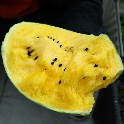 Dayu Yellow Heart Watermelon Seeds, Early Mature, Yellow Skin, Red Flesh, Yellow Flesh, Special Xiaofeng Watermelon Seeds, Southern Fruit, Yellow Flesh, Xiaofeng Watermelon Seeds, 10 capsules, 5 packs