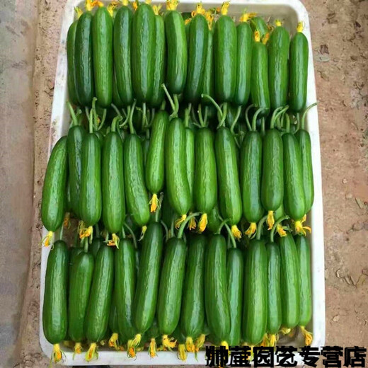 Chunzhiyun thornless fruit cucumber seeds Dutch imported fruit cucumber seeds small cucumber milk melon seeds Cayenne Cayenne thornless fruit cucumber original 1000 capsules