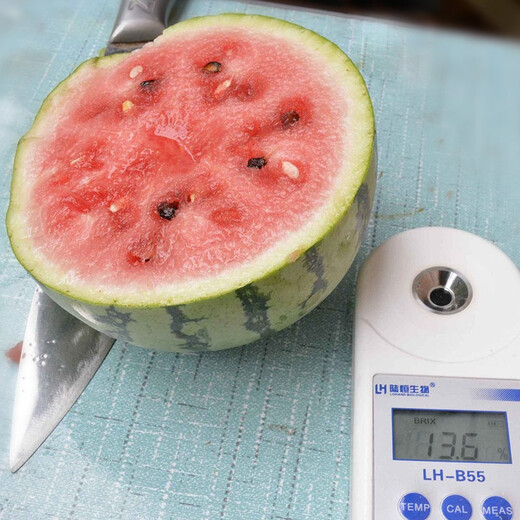 Zhongke Maohua Vegetable and Fruit Seeds Rock Sugar Kirin Watermelon Seeds Early Mature Xinjiang 8424 Super Sweet Pink Flesh Melts in the Mouth Rock Sugar Kirin 5g/bag (about 90 pieces) Small area