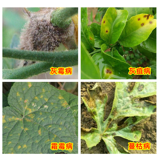 Corteva Atopia 22.5% picoxystrobin gray mold downy mildew black pox pesticide fungicide 100ml*1 bottle