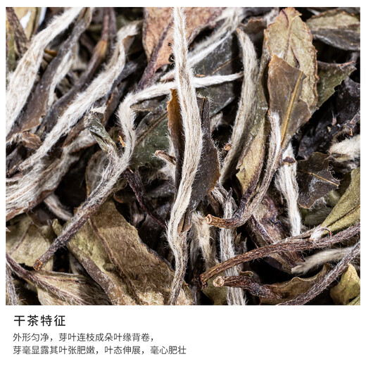 Congbenzhen Fuding White Tea 2019 White Peony Fragrance Honey Alpine Loose Tea Gift Box