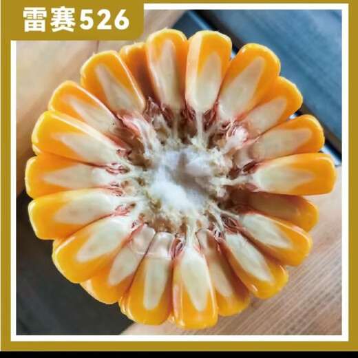 New species in stock, nationally approved Leisai 526 large-grain deep-shaft fine corn seeds, authentic drought-resistant, waterlogging-tolerant, high-yielding corn. New species in stock, nationally approved Leisai 526 5526 grains x1 bag (packaged with