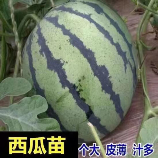 Watermelon seedlings 8424 grafted seedlings with soil seedlings seedless Midu Kirin early maturing seedlings greenhouse potted plants wholesale red heart seedless watermelon seedlings affordable large quantity buy 10+10 total 20 trees