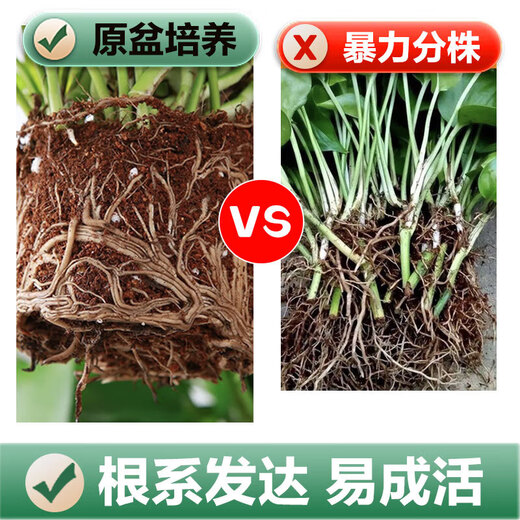 Shuangmeng green radish potted formaldehyde-removing flowers and green plants office new house air purification 180 gallons 4 pots straight from the source