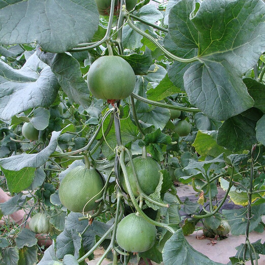 Zhongke Maohua Fruit Seed Green Melon Seed Emerald South Korea Emerald Jade Green Skin Green Flesh Melon Seed South Korea Emerald 50 capsules/bag Trial Pack Dark Green Skin