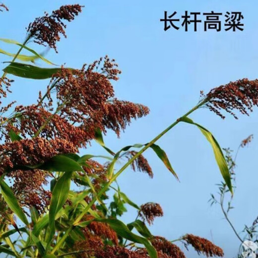 Asarum old-fashioned long-pole sorghum seeds can be used to make brush dumplings, covered brooms, farm handmade cooking broom sorghum seeds, long arrow sorghum seeds original 40g 1 bag