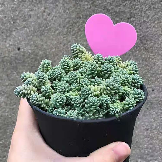 插地牌园艺多肉标签牌兰花花卉盆栽园艺插地牌植物标签防水加厚插 心形加厚绿色 100支+1支书写笔