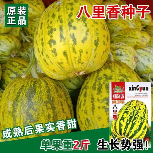 Balixiang fragrant melon seeds, a complete collection of seeds from the south and the north, special sweet melons, early maturing, high yield and sweet all year round. Balixiang seeds/pack, about 100 pieces, 3 packs