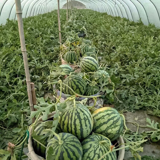 Shouhe crunchy type 8424 watermelon seeds, early mature, thin-skinned, summer and autumn seeds, watermelon seeds, 8424 watermelon seeds, 40 seeds + 5 seedlings