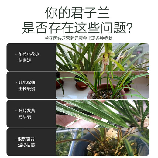 Stanley Clivia Fertilizer Special Waist Fertilizer to Promote Arrow Pulling and Up Arrow Flowering Agent Organic Soil Root Nutrient Solution 500ml