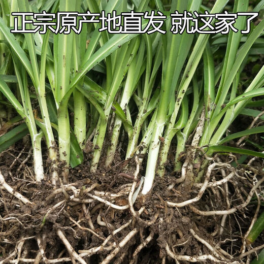 Guizhou native specialty, authentic stone leek, large broad-leaf leek, Guanyin, giant leek, wild broad-leaf potted leek root, 15 medium seedlings, dug with mud, no pots, guaranteed to arrive fresh
