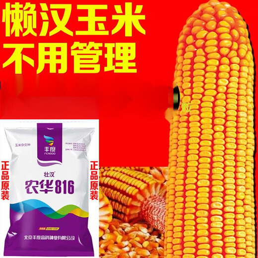 Сезон роз Карликовая кукуруза Семена национального обзора Близнецы Засухоустойчивость Лошадиный зуб Устойчивость к полеганию Академия сельскохозяйственных наук Новый сорт Нонгхуа 816 4200 зерен ++ 300 зерен Нонгхуа 816 4500 зерен двойные сорта