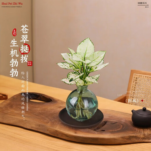 Love You Ten Thousand Years Zen Hydroponic Money Tree Potted Flower Plants in the Office for All Seasons to Recruit Wealth Lotus Bamboo Bamboo Cypress Chinese Smoked Green Bottle Purple Sand Tray