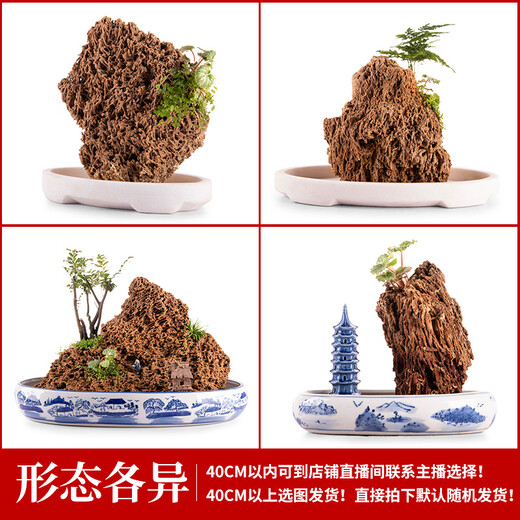 Shiguang Xiaozhan boutique gold straw stone natural water-absorbing stone rockery bonsai stone plant fossil small ornaments straw stone 36-40cm piece