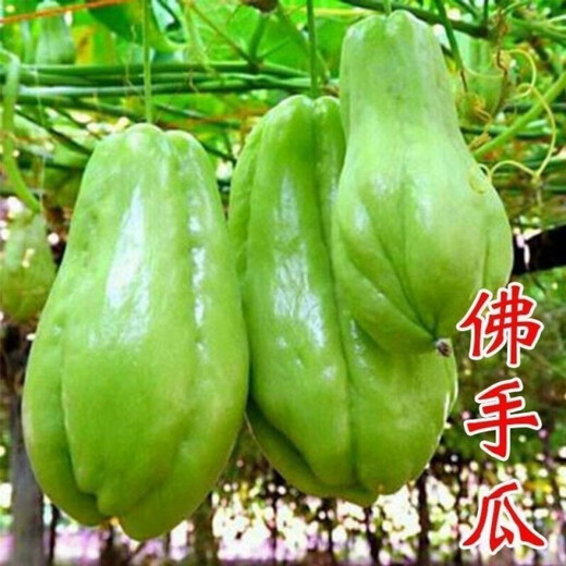 Chayote seeds, early maturing extra large chayote vegetable seeds, climbing vine saplings, potted perennial golden melons, 100% new goods, chayote seeds, exquisite products, 2 packs of about 50 pieces