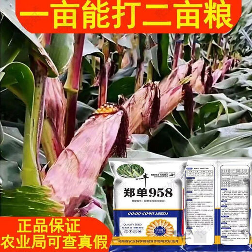 Neue originale Zhengdan 958 Zwergmaissamen, Feldhybrid-Maissamen, dürreresistente Frühlings- und Sommerpflanzung Zhengdan 958 (ein Beutel mit 4 Jin Jin entspricht 0,5 kg im roten Beutel)