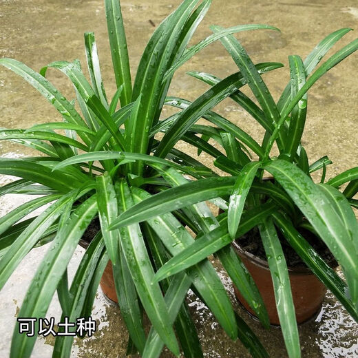 Guizhou native specialty, authentic stone leek, large broad-leaf leek, Guanyin, giant leek, wild broad-leaf potted leek root, 15 medium seedlings, dug with mud, no pots, guaranteed to arrive fresh