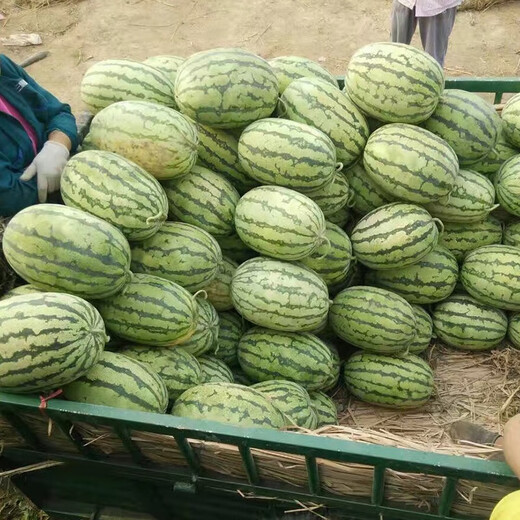 Zhongke Maohua Hybrid Watermelon Seeds Little Seed Giant Dragon Lazy Man Cultivated Watermelon Seeds Fruit and Vegetable Seeds Large Fruit Big Red Flesh No Pruning No Crossing Flower Skin Red Flesh Little Seed Giant Dragon 100g/box
