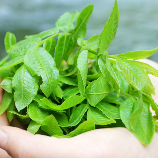 Prince He 2025 new tea authentic Hunan Zhangjiajie Qingqianliu stable sugar tea Qingqianliu ancient tree without young leaves health-preserving magic two bags total 500g