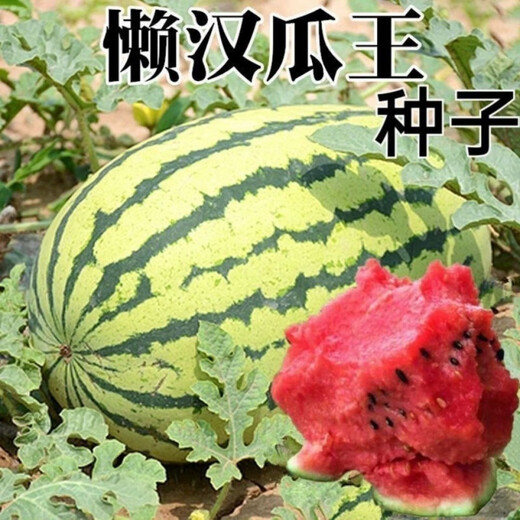 Super sweet seedless watermelon seeds, black skin, stable production, thin skin, red heart, extra large watermelon seeds, vegetable and fruit seeds for all seasons, black skin, seedless watermelon seeds, original, about 42 pieces