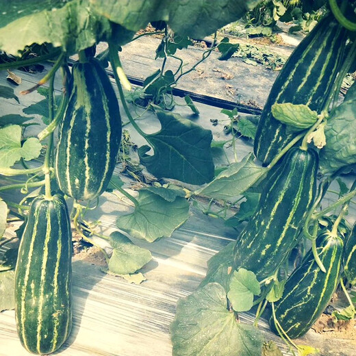 Zhongke Maohua vegetable and fruit seeds Bomei No. 9 melon seeds Huayang Boyang series Bomei 91 melon seeds 94 super sweet Bomei 94 melon seeds 2000 capsules