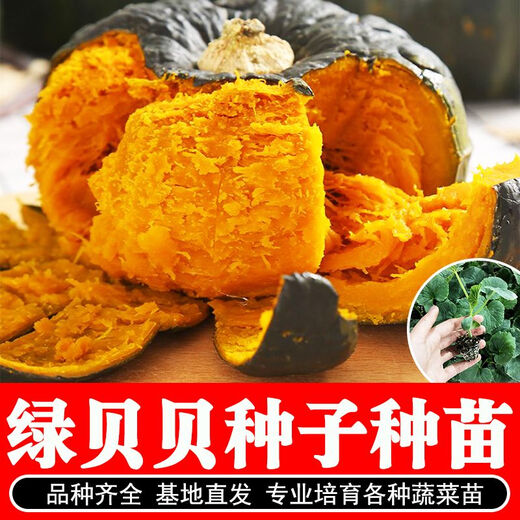 Beibei Pumpkin Seedlings Green Chestnut Small Pumpkin Seeds Sweet Melon Seeds Spring Sowing Seasonal Vegetables Pink Glutinous Red Beibei Pumpkin Seeds 50 capsules