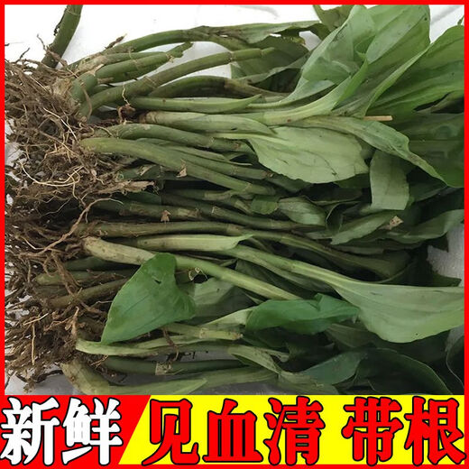 Fresh Jianxue herbal Chinese herbal medicine Jianxueqing Chinese herbal medicine sheep ear garlic good site wholesale seedlings potted seedlings 3 seedlings moisturizing pack