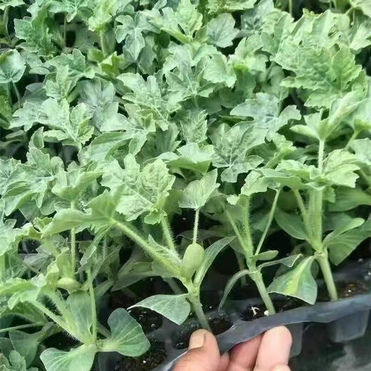 Watermelon seedlings 8424 grafted seedlings with soil seedlings seedless Midu Kirin early maturing seedlings greenhouse potted plants wholesale red heart seedless watermelon seedlings affordable large quantity buy 10+10 total 20 trees