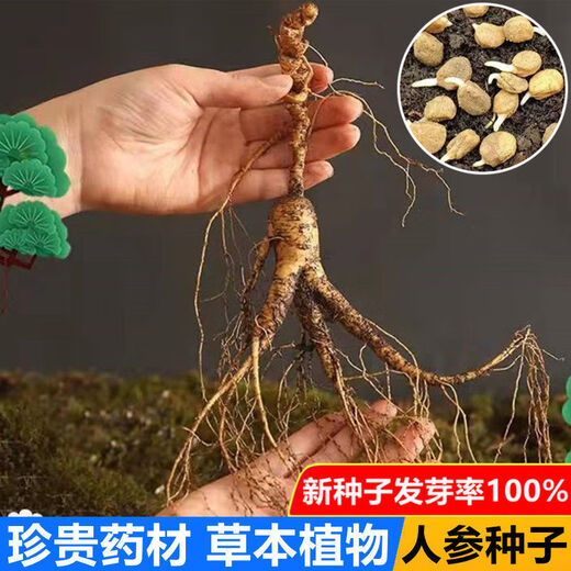 Changbai Mountain ginseng seeds, wild ginseng seeds, easy to grow Chinese medicinal materials in all seasons, easy to live indoor flower pots, ginseng seeds, shipped without buds, 5 bags selected, about 260 capsules