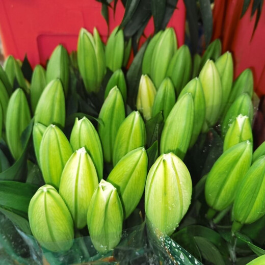 Yunnan Kunming base direct hair festival water-raised flowers bouquet perfume lily life flowers and flowers 10 red lilies (collection of preservatives)