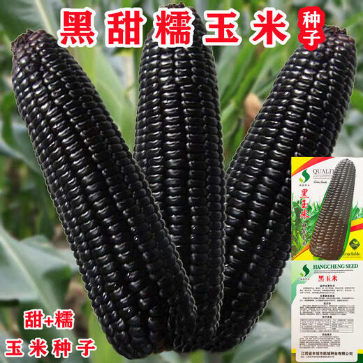 Black sweet waxy corn seeds black waxy corn sweet waxy corn seeds fresh corn non-GMO black corn wholesale black sweet waxy corn seeds original factory package new seeds 366 grains