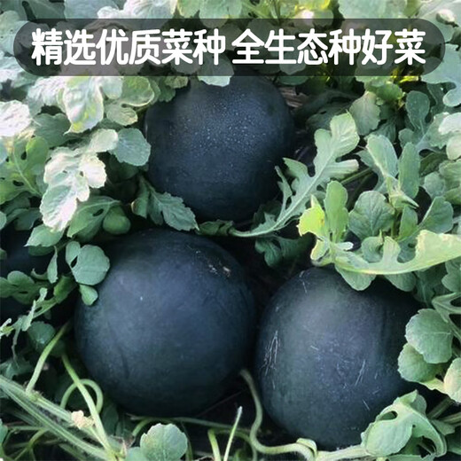 Fengming Yashi black seedless watermelon seeds thin skin large super sweet southern seedless black watermelon seeds 100 capsules