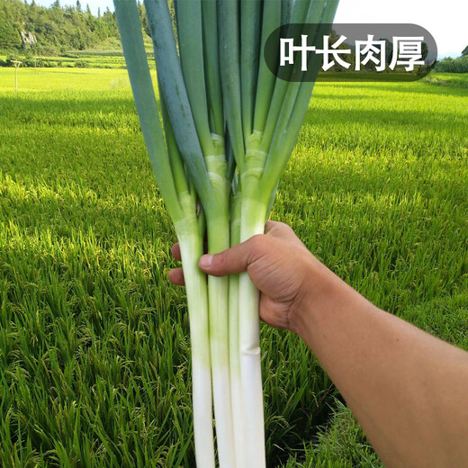 Fengming Yashi Shandong Zhangqiu green onion seeds all-season cold-resistant vegetables field planting long white green onion seeds 10 grams