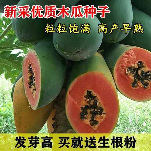 High-yielding papaya seeds, Hainan red heart papaya seeds, milk papaya fruit seed seedlings, papaya seeds for all seasons, Hongfei papaya seeds 100 capsules + rooting powder