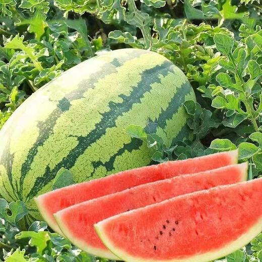 Lazy Man Watermelon, early maturing, stable yield, heat-resistant and drought-resistant, crispy and sweet, open-air garden courtyard original easy-to-grow melon seeds, original Lazy Man Watermelon 150 capsules