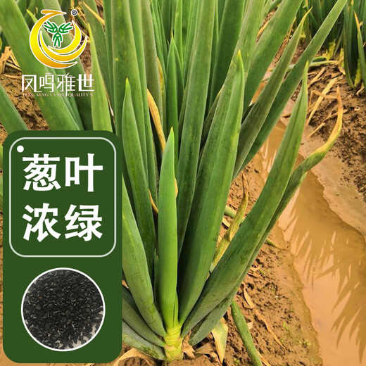 Fengming Yashi Shandong Zhangqiu green onion seeds all-season cold-resistant vegetables field planting long white green onion seeds 10 grams