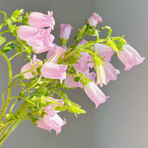 Exploding machine, 5 random colors of campanula flowers