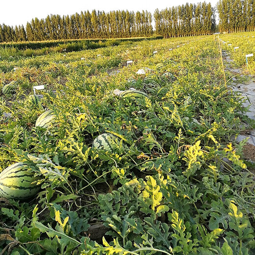 Zhongke Maohua Hybrid Watermelon Seeds Little Seed Giant Dragon Lazy Man Cultivated Watermelon Seeds Fruit and Vegetable Seeds Large Fruit Big Red Flesh No Pruning No Crossing Flower Skin Red Flesh Little Seed Giant Dragon 100g/box