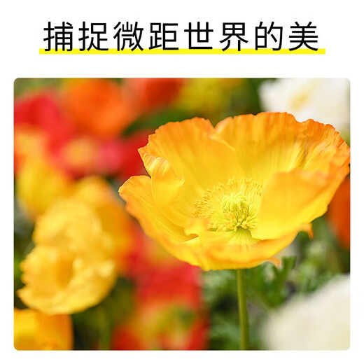 Nikon Z MC 50mm f/2.8 full-frame mirrorless lens macro lens plant/portrait