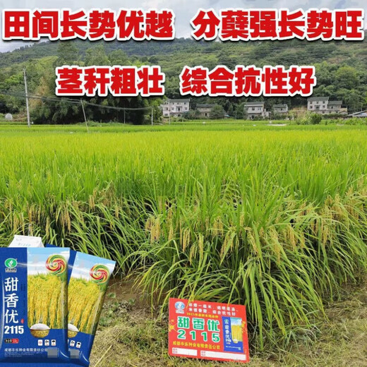 New species of Tianxiangyou 2115 Zhuangxiangyou 1205 hybrid high-yielding rice seeds, strong-flavor first-grade rice, long-grain fragrant rice, single-agent package, insecticide + bactericide + bird repellent *1 set