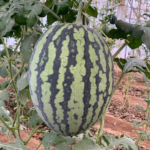 Zhongke Maohua melon and fruit seeds Jinmei 4K watermelon seeds with flower skin, red flesh, oval skin, thin toughness, resistant to storage and transportation, easy to make fruit Jinmei 4K-400 capsules