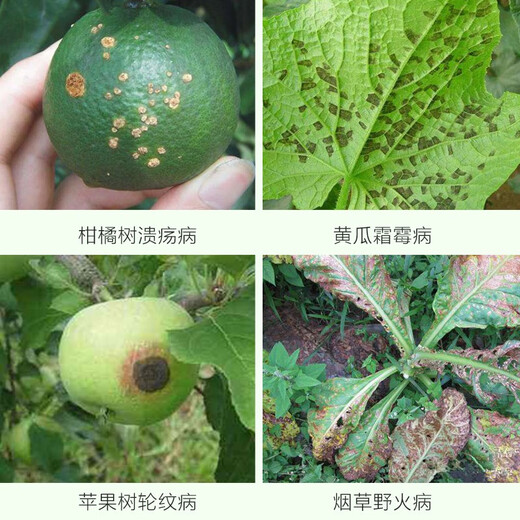 Puzhan 80% Bordeaux liquid vegetable and fruit tree downy mildew anthracnose ring spot wildfire pesticide fungicide 500g