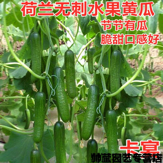 Chunzhiyun thornless fruit cucumber seeds Dutch imported fruit cucumber seeds small cucumber milk melon seeds Cayenne Cayenne thornless fruit cucumber original 1000 capsules