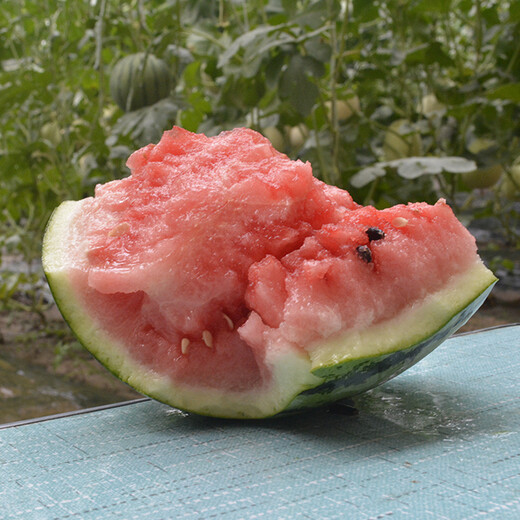 Zhongke Maohua melon and fruit seeds 16 degrees rock sugar Kirin watermelon seeds 8424 Hainan Kirin melon melts in the mouth thin skin Jingxin 16 degrees rock sugar Kirin 5g/bag
