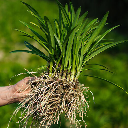 Guizhou native specialty, authentic stone leek, large broad-leaf leek, Guanyin, giant leek, wild broad-leaf potted leek root, 15 medium seedlings, dug with mud, no pots, guaranteed to arrive fresh